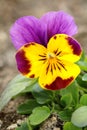 Motley garden pansy flower Viola Ãâ wittrockiana Royalty Free Stock Photo